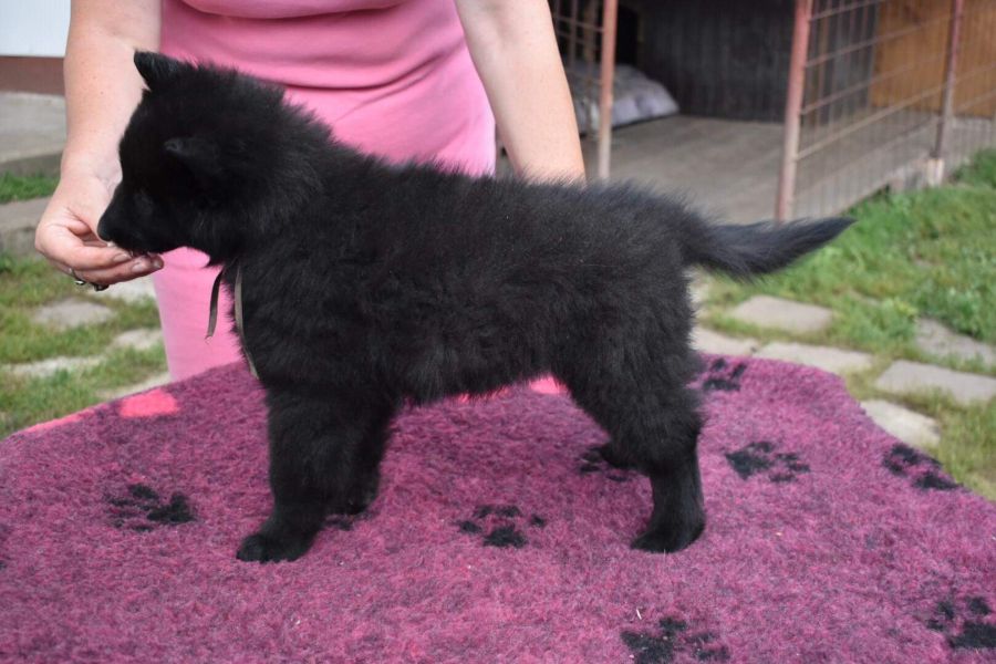 8 weeks 4