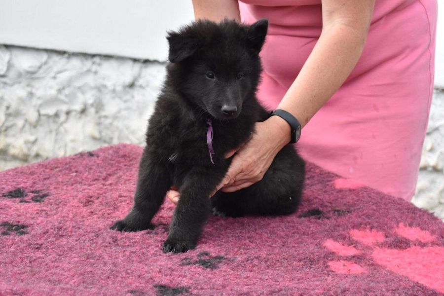 8 weeks 1