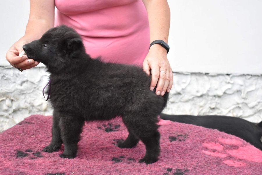 8 weeks 2