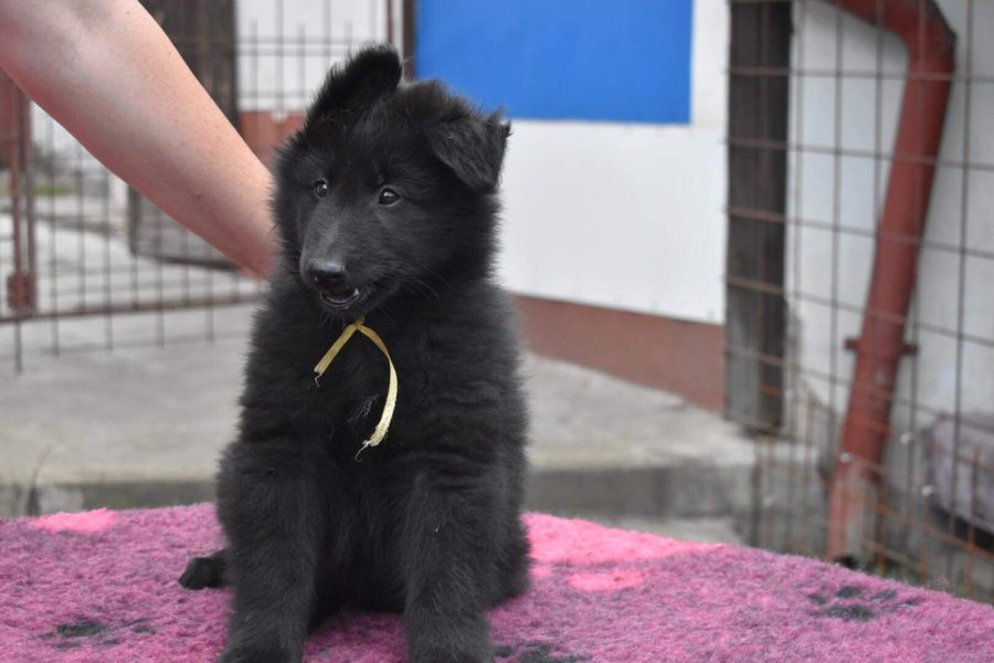 8 weeks 3