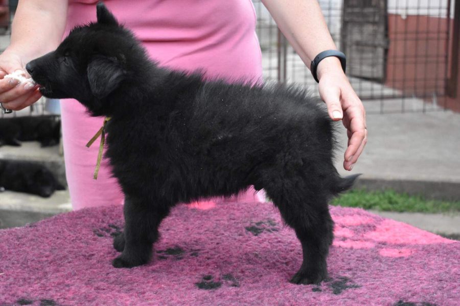 8 weeks 4