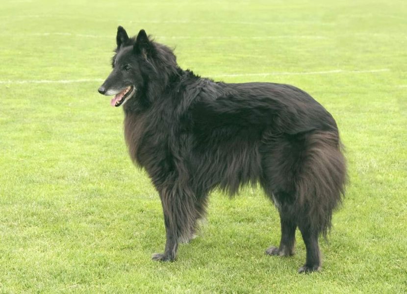 Domia - 12 years old
