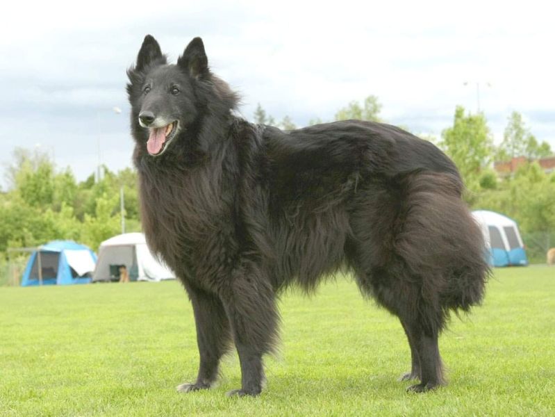 Domia - 12 years old