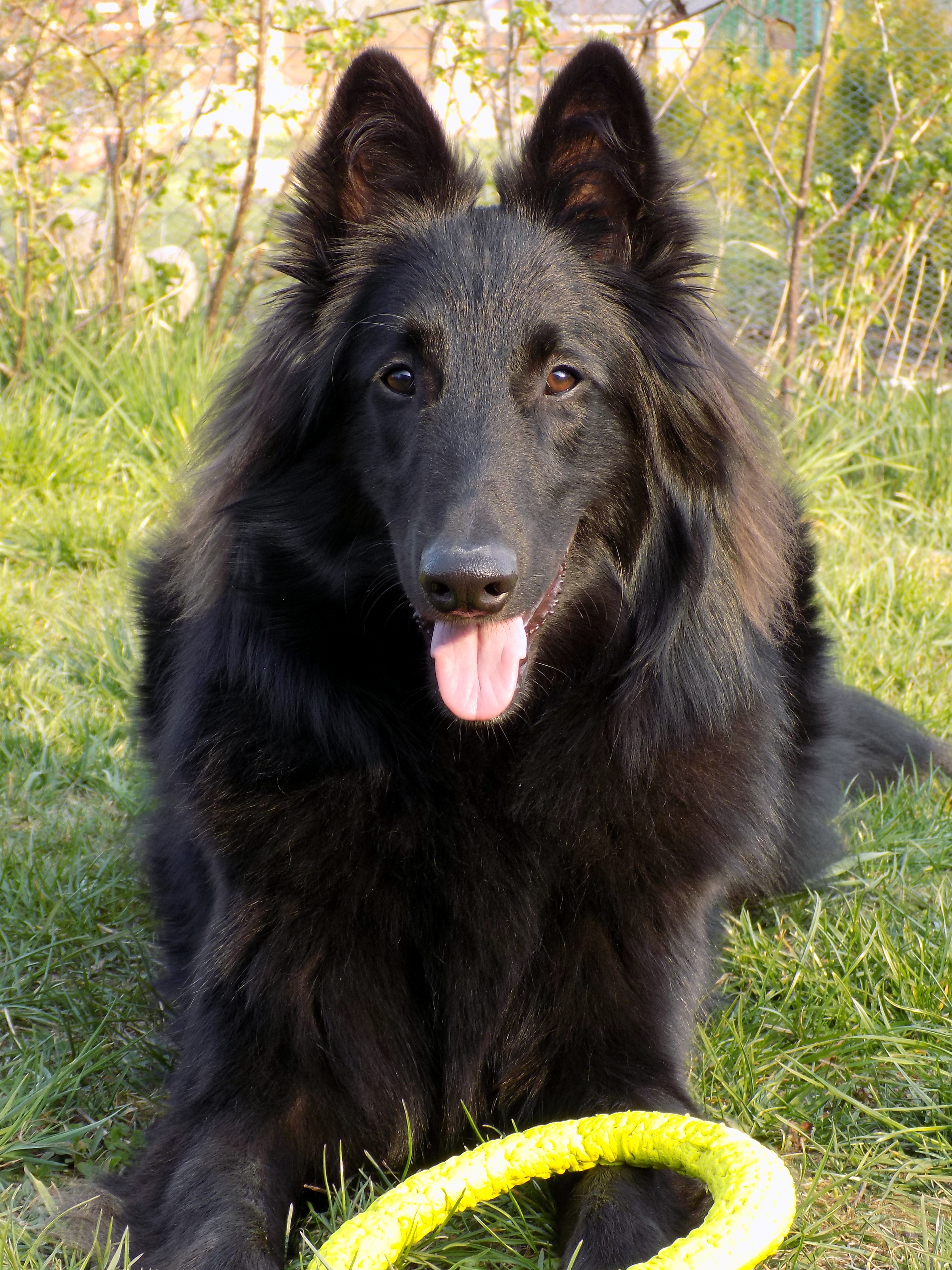 Huckleberry, Hombre, Haru 4