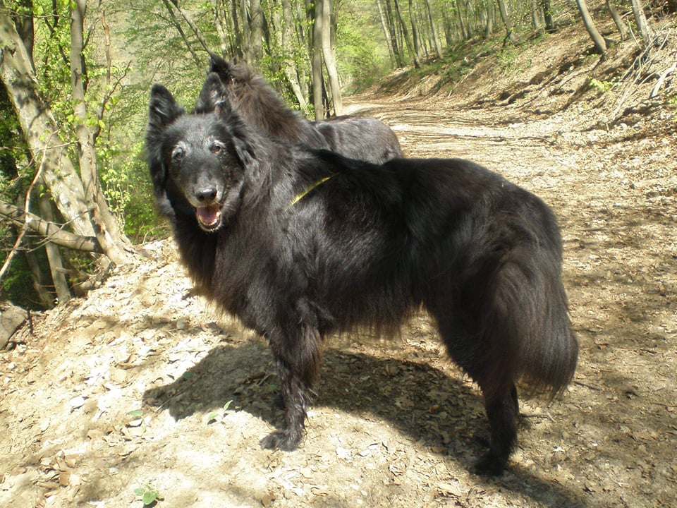 Heimdall + Delois 2