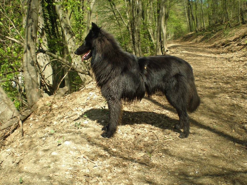 Heimdall + Delois 3