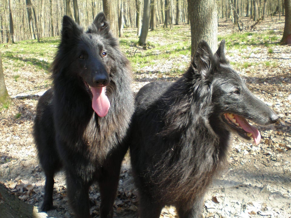 Heimdall + Delois 4