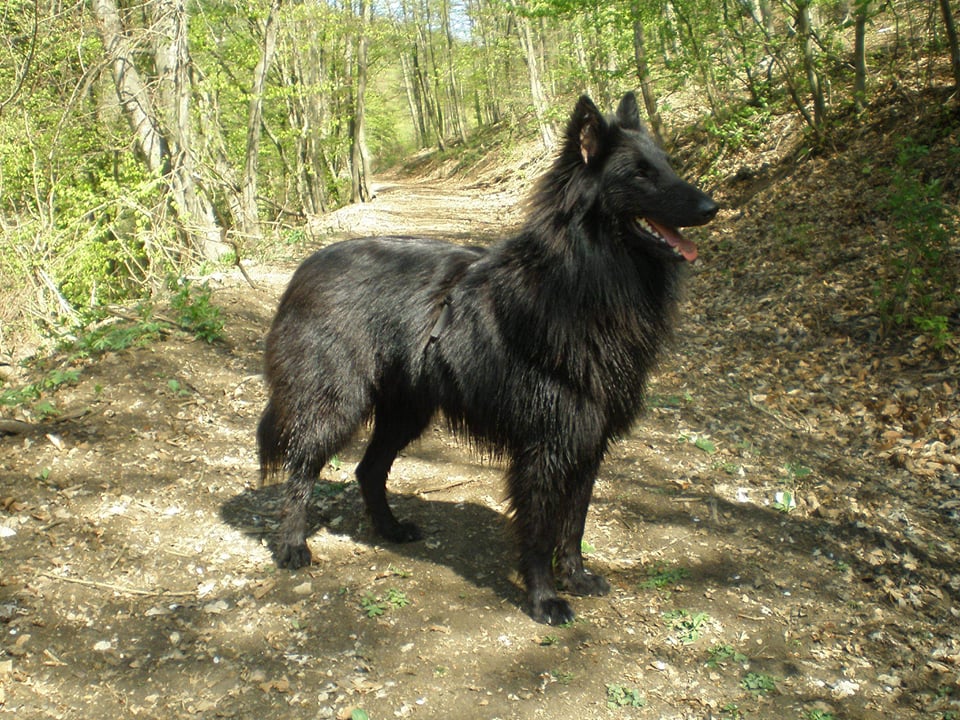 Heimdall + Delois 6