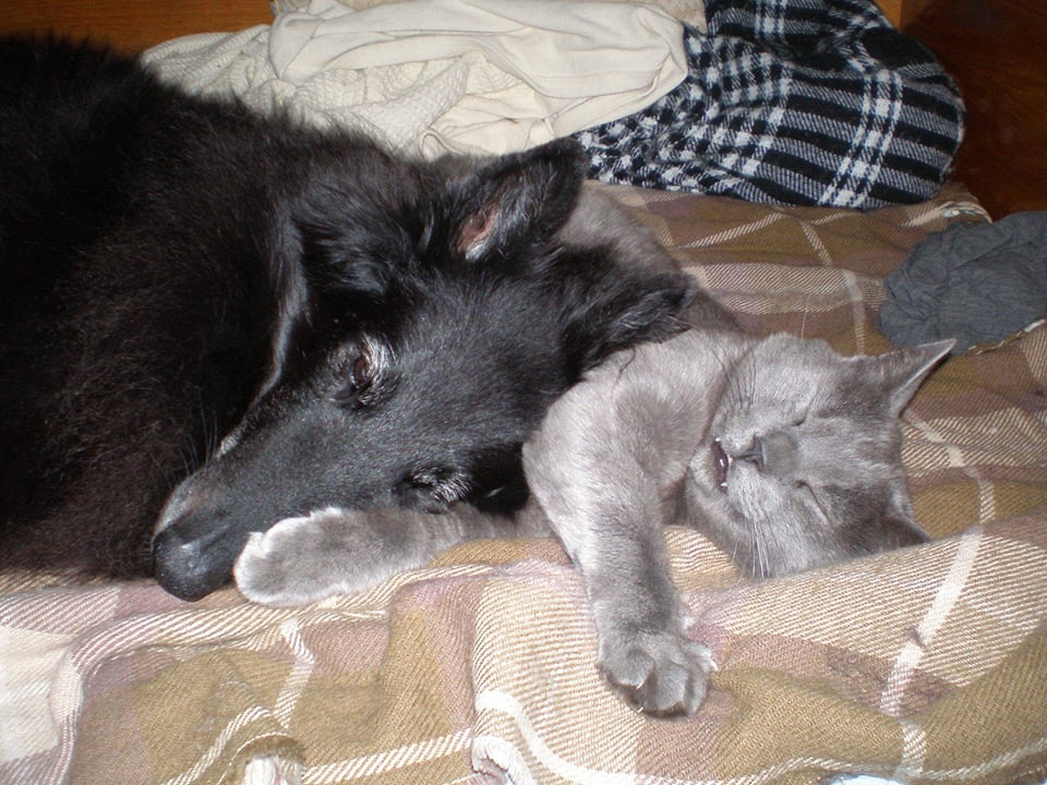 Heimdall + Delois 9