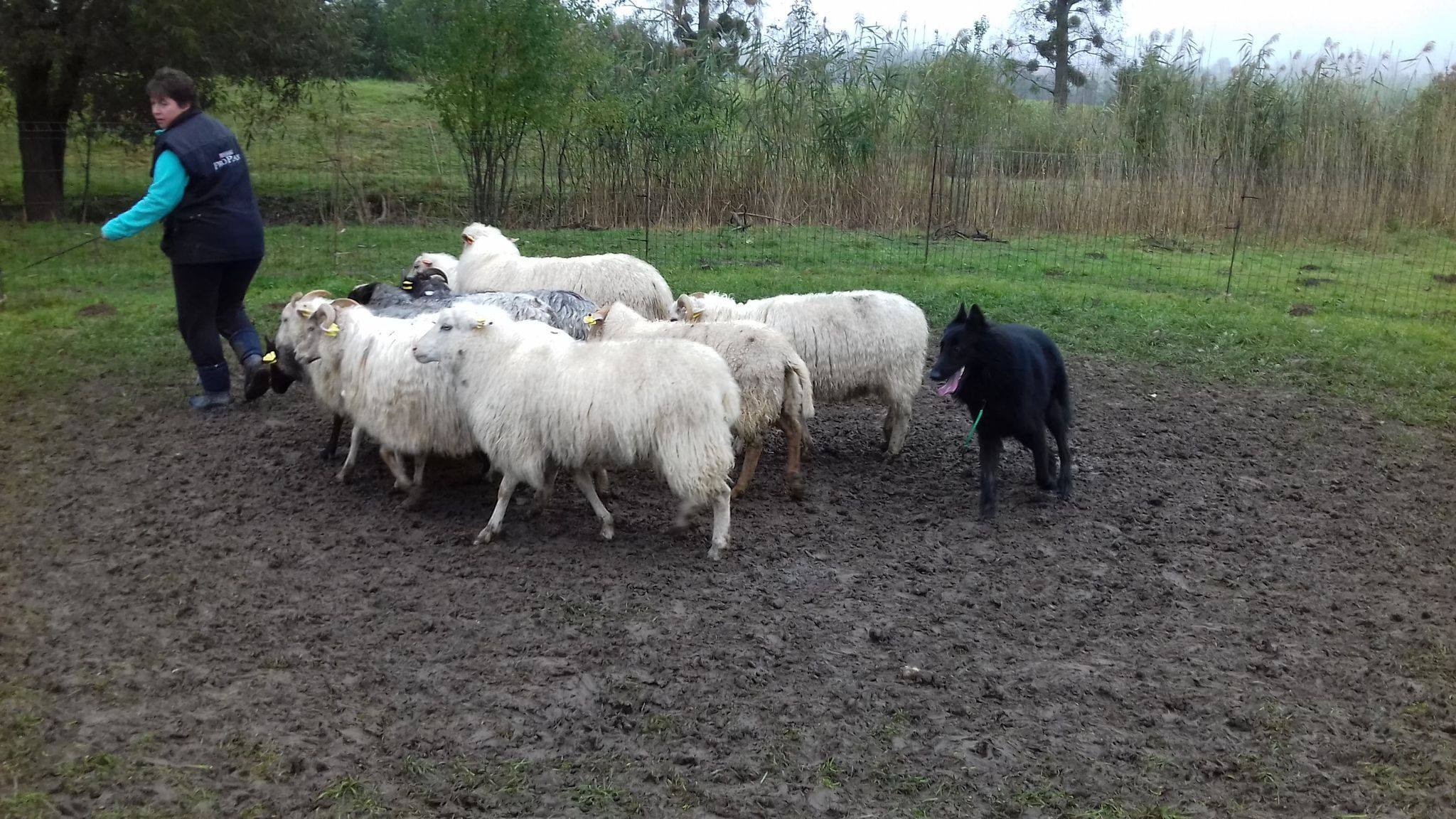 15 months with sheep 1
