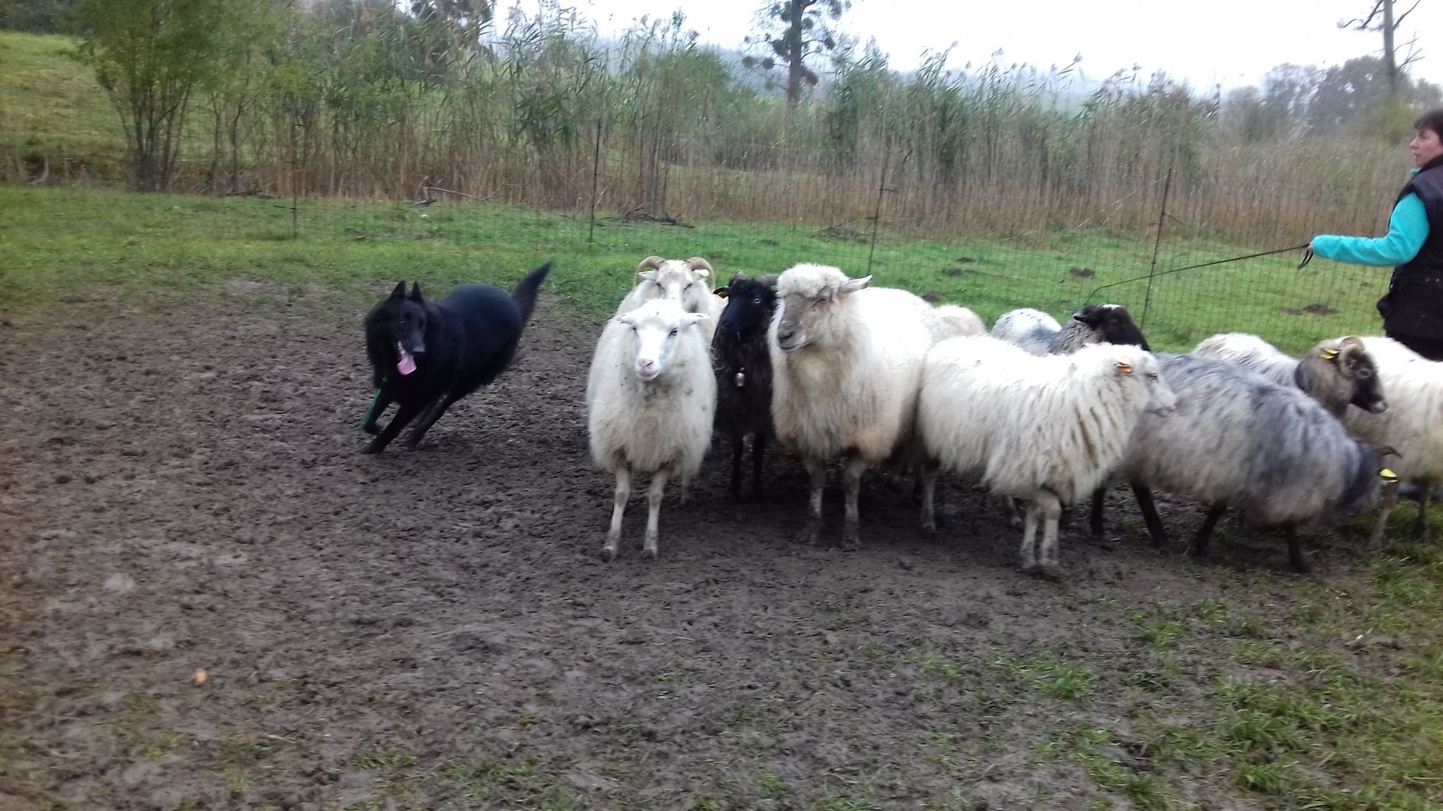 15 months with sheep 2
