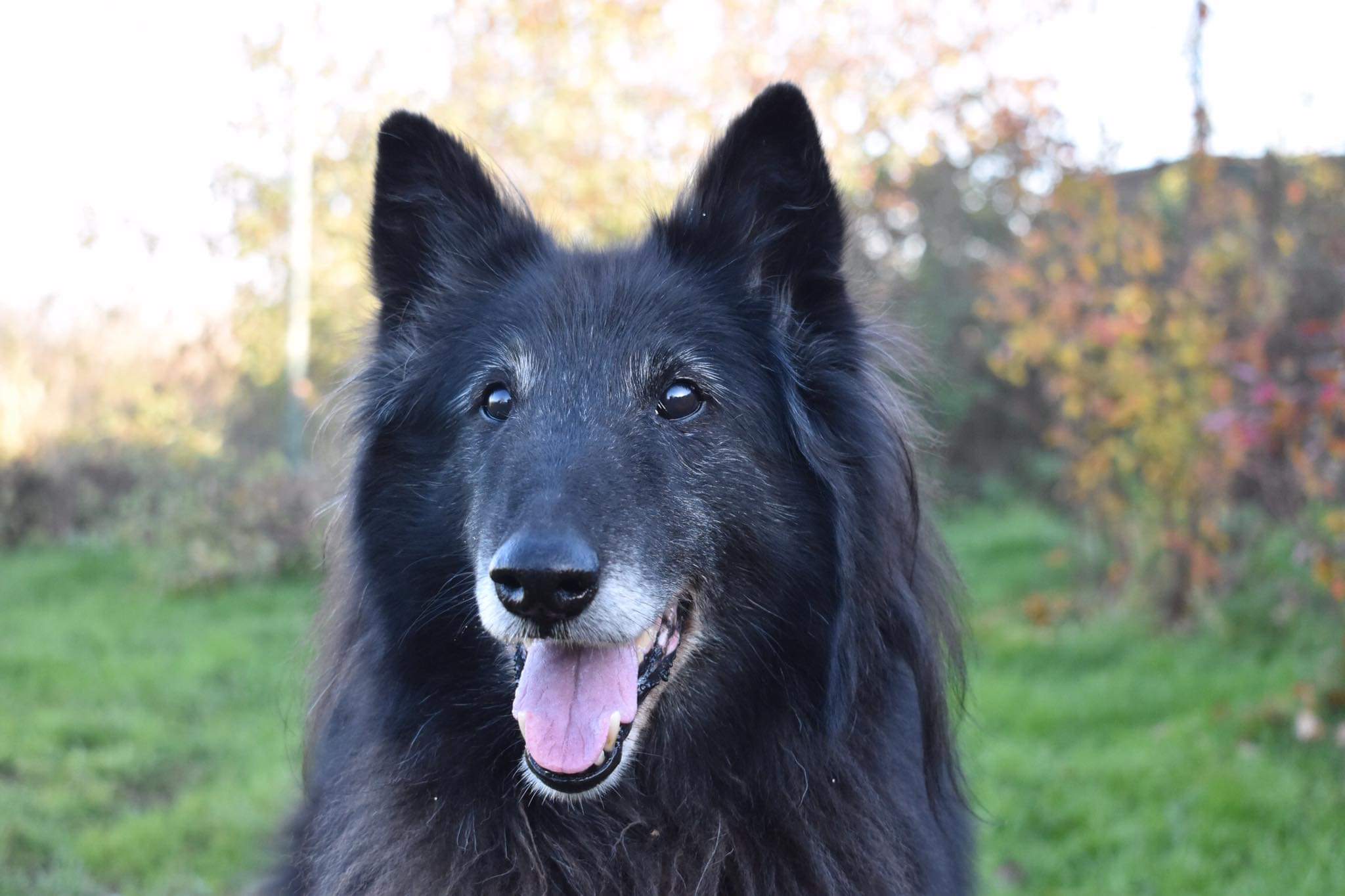 Domia - 13.5 years old
