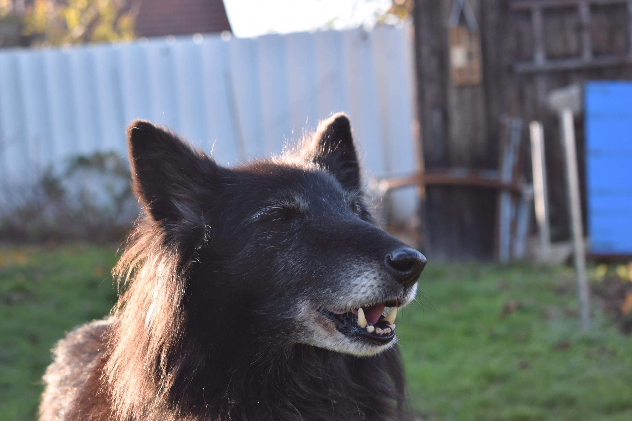Domia - 13.5 years old