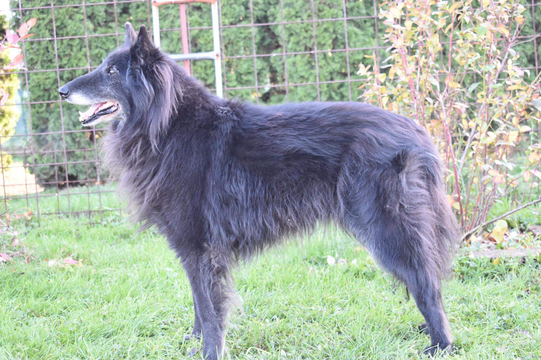 Domia - 13.5 years old