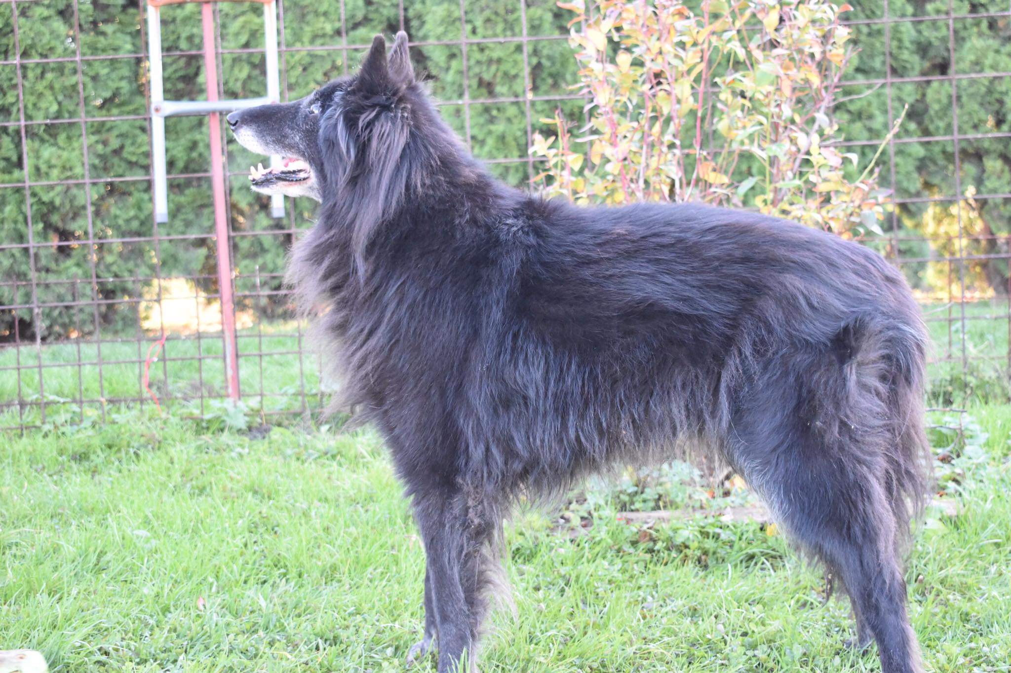 Domia - 13.5 years old