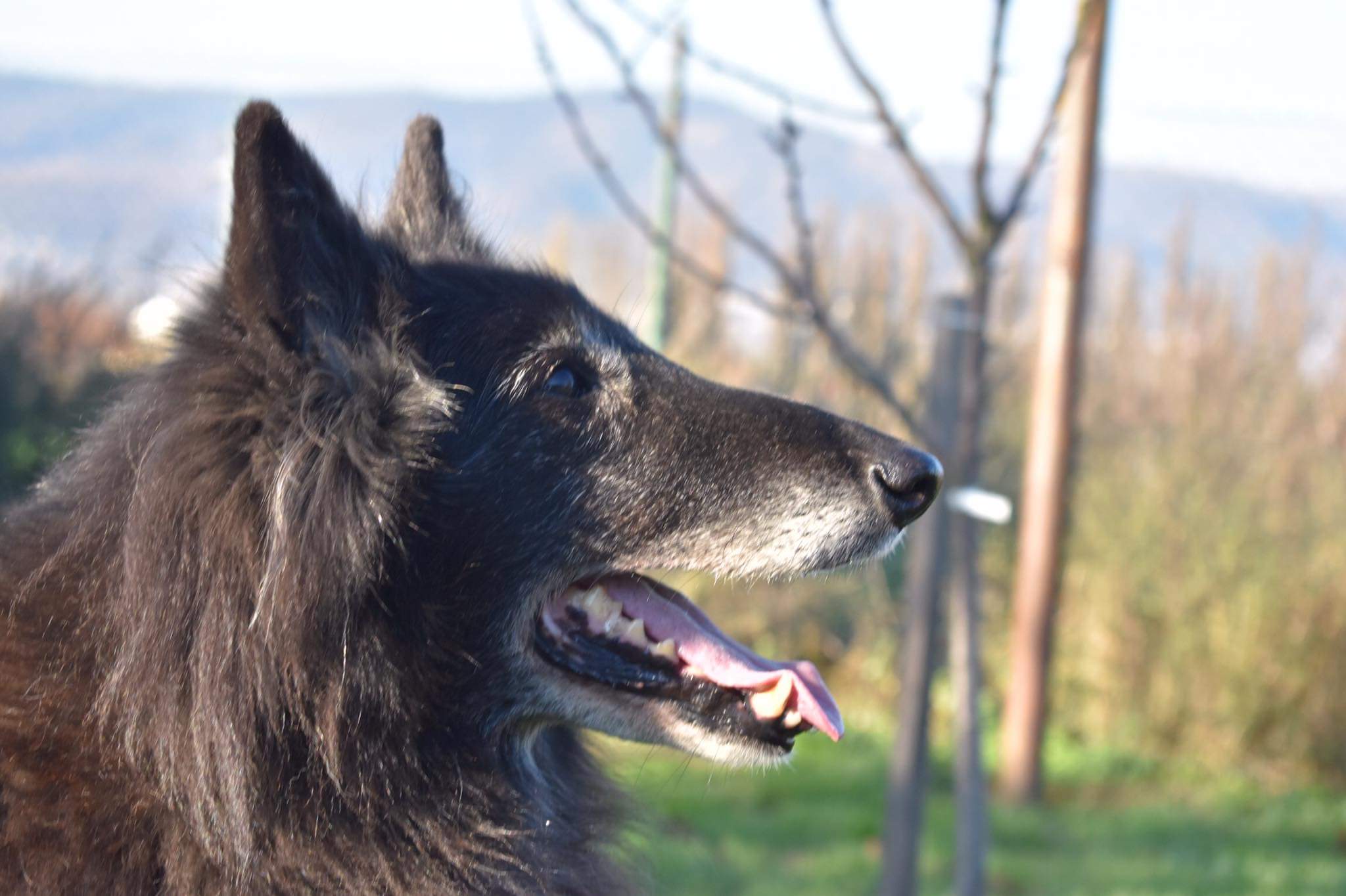 Domia - 13.5 years old