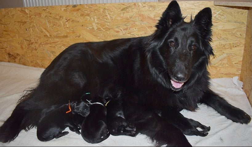 Puppies 23