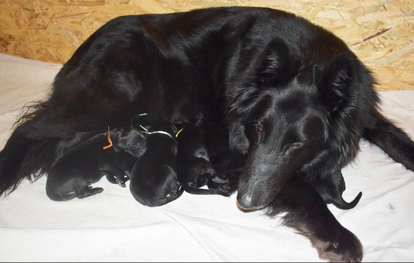 Puppies 24