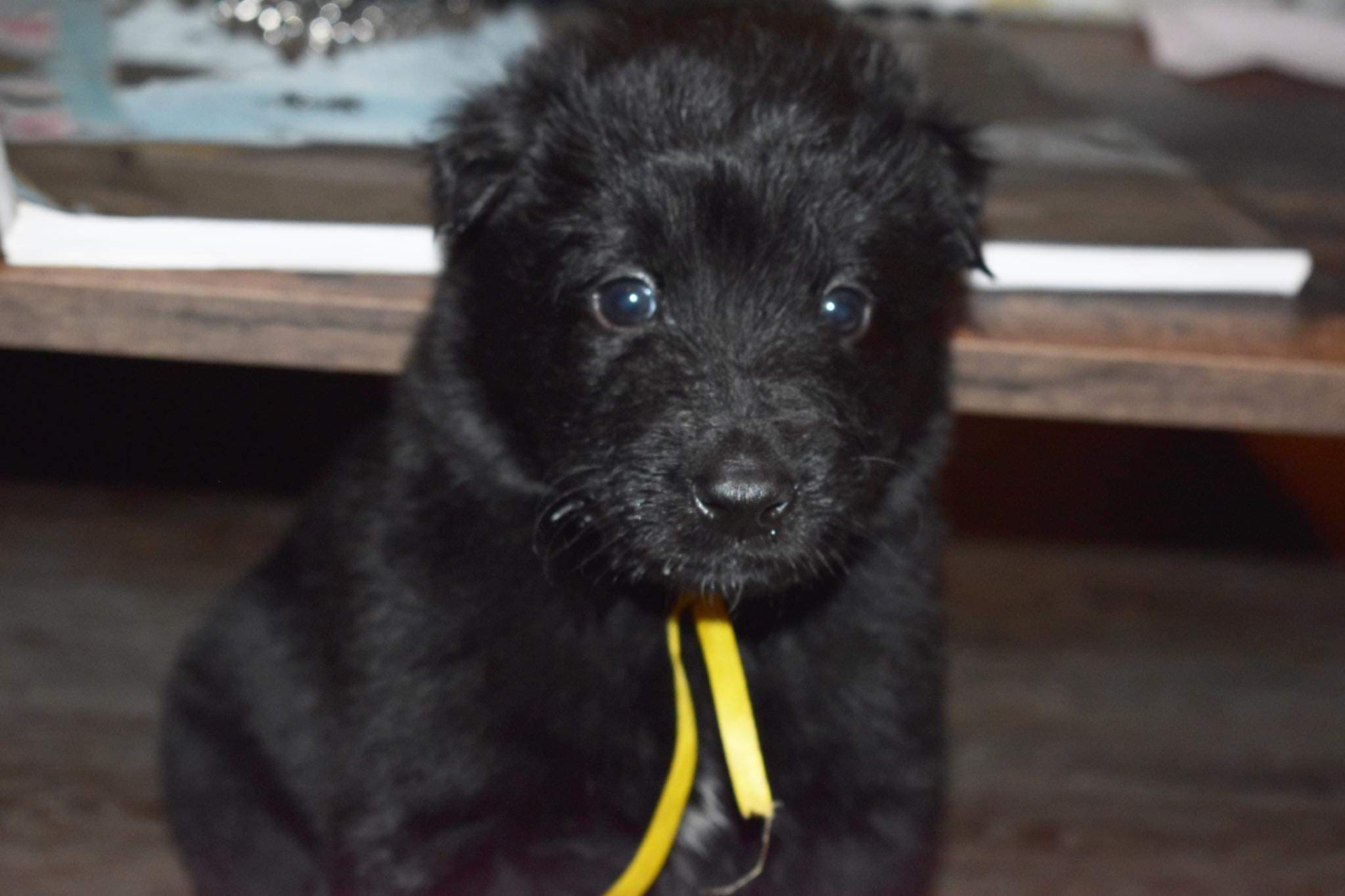 4 weeks old 5