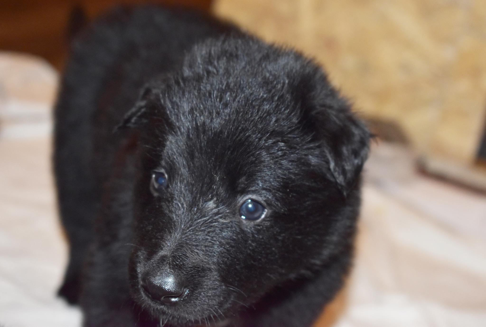 4 weeks old 2