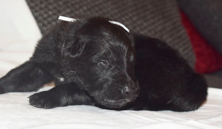 2 weeks old