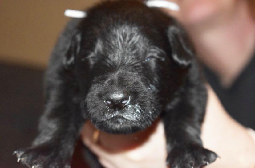 2 weeks old