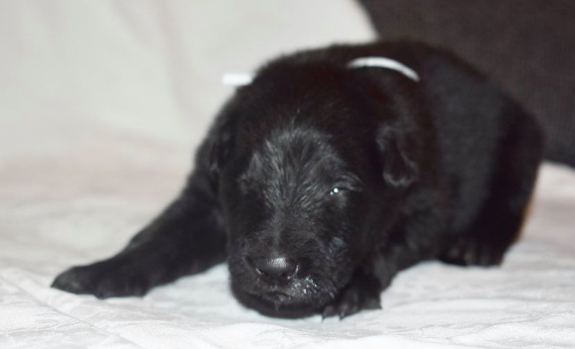 2 weeks old