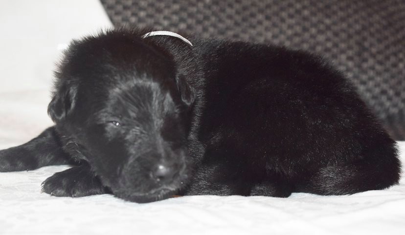 2 weeks old
