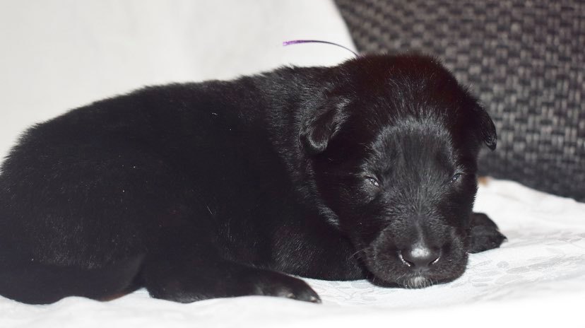 2 weeks old 1