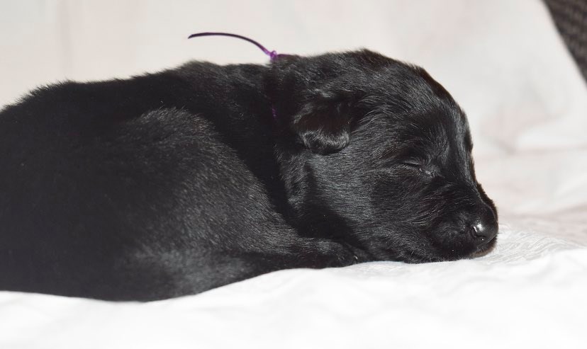 2 weeks old 2
