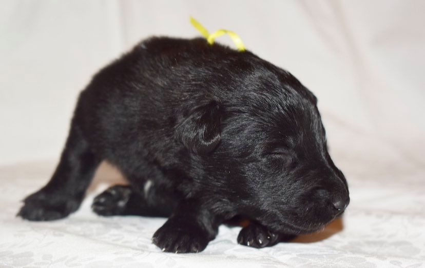 2 weeks old 1