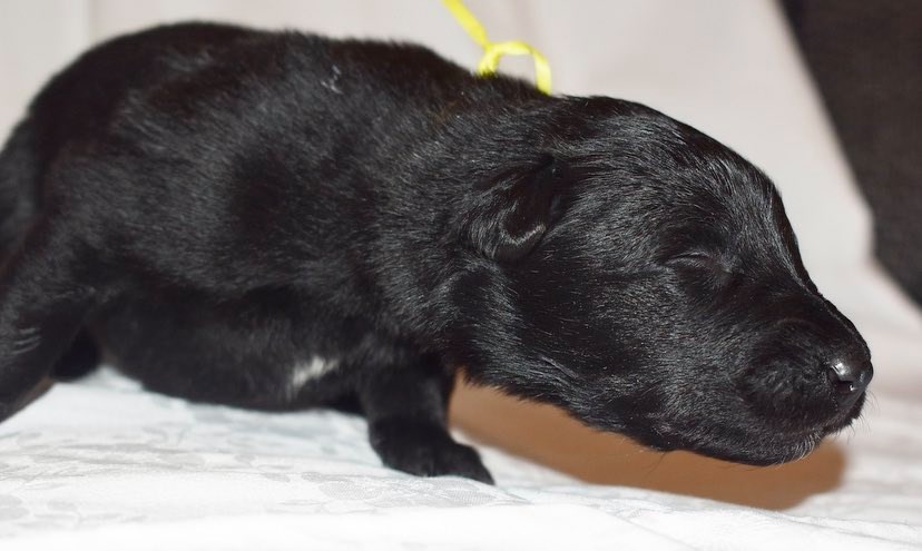 2 weeks old 3