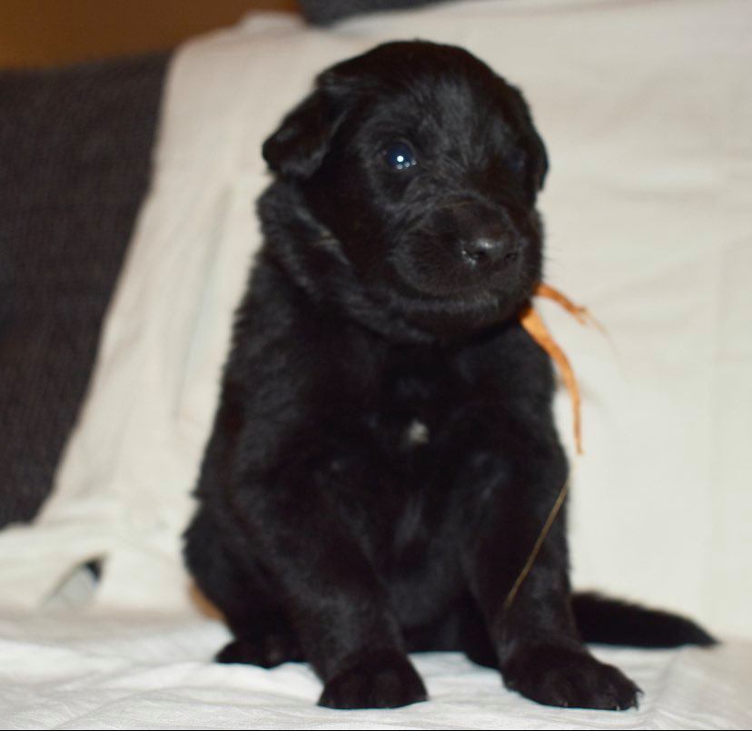 3 weeks old 1