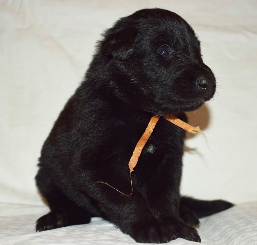 3 weeks old 2