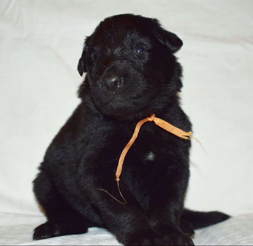 3 weeks old 3