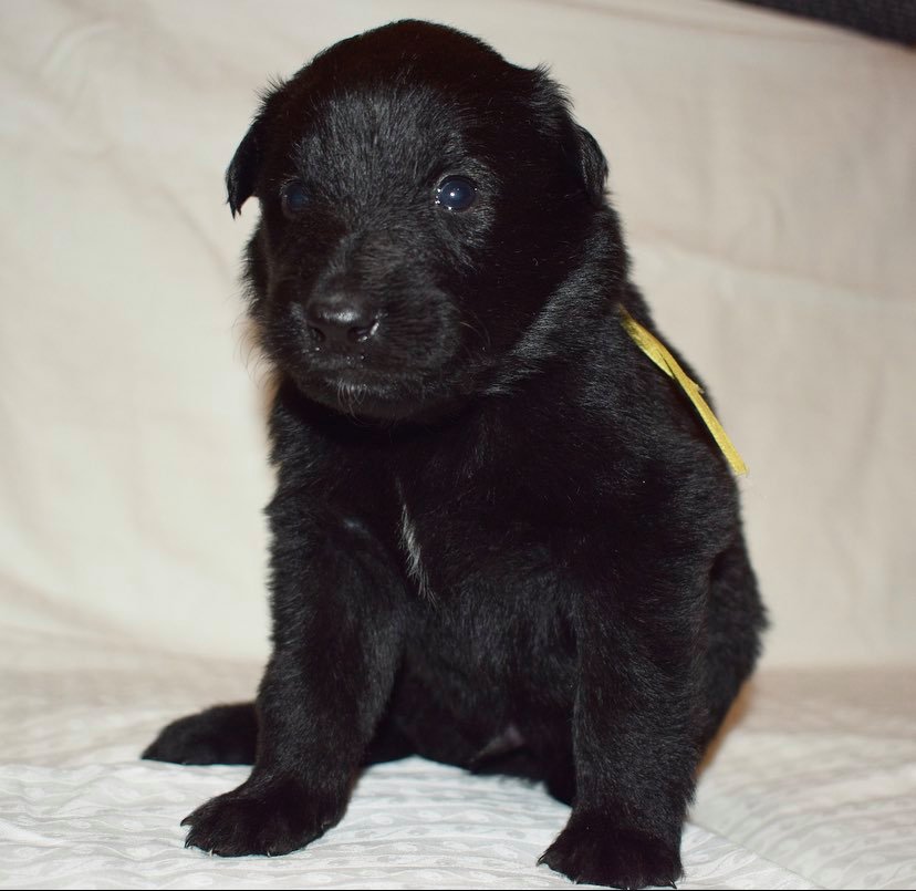 3 weeks old 1