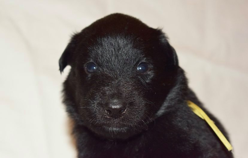 3 weeks old 3
