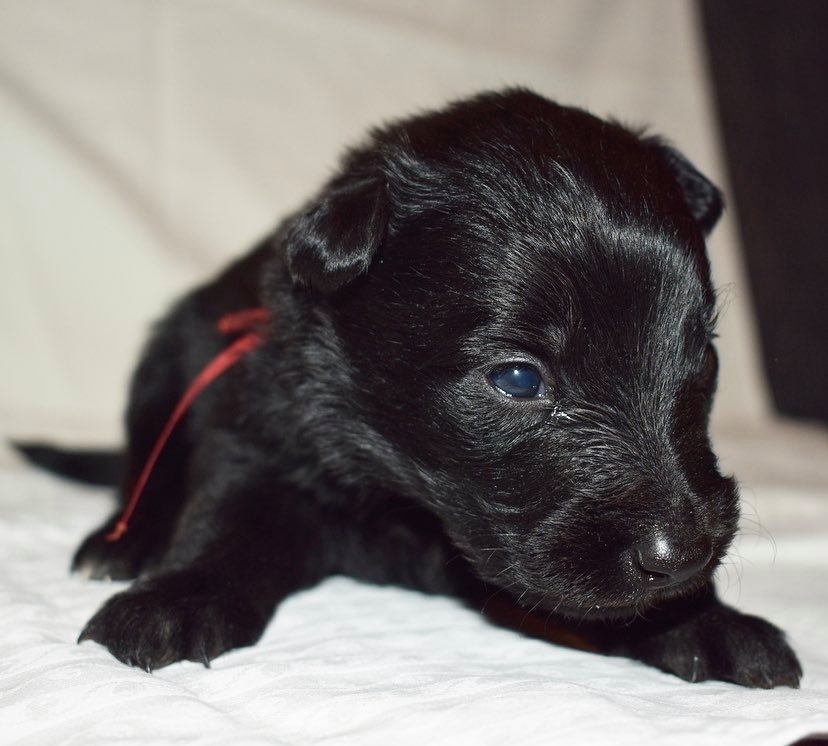 3 weeks old 1