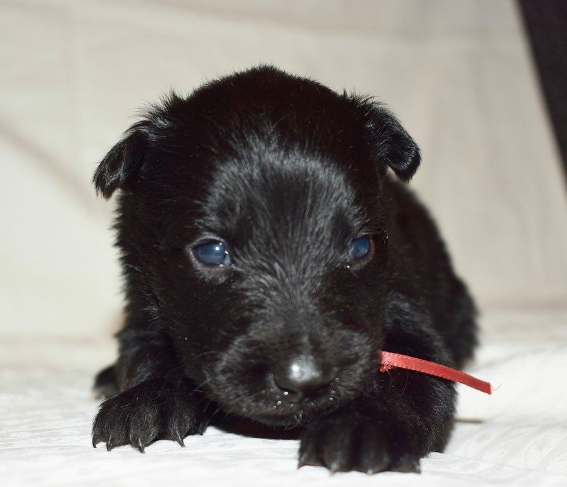 3 weeks old 3