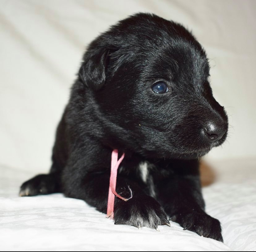 3 weeks old 1