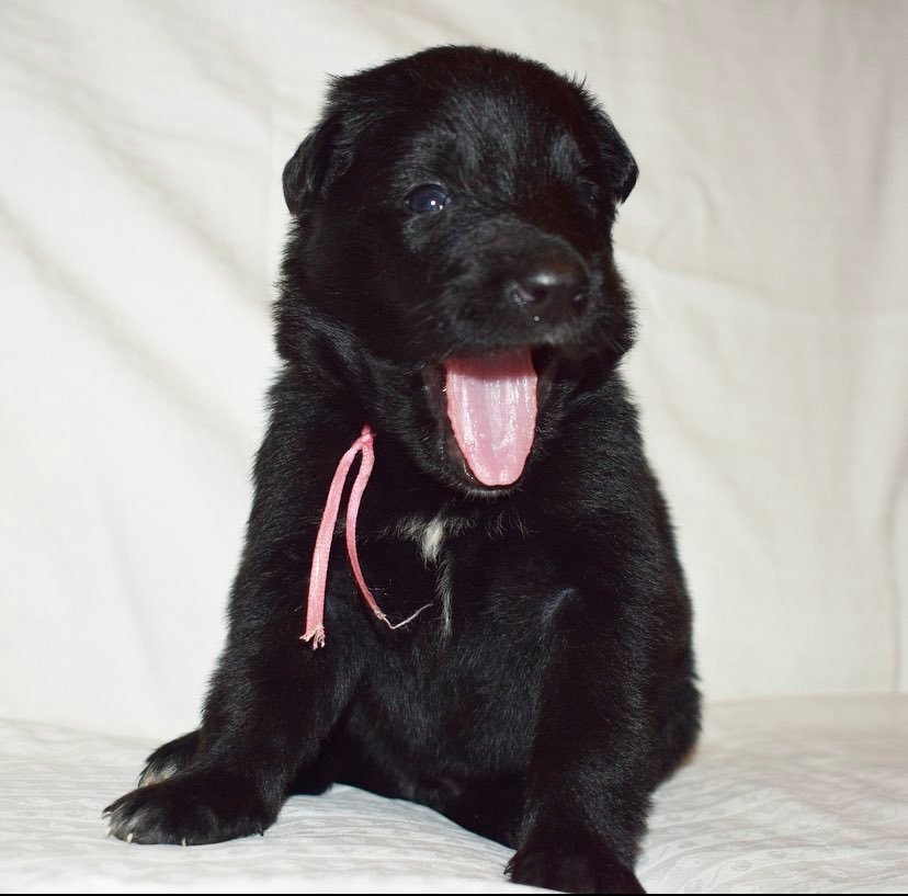 3 weeks old 3