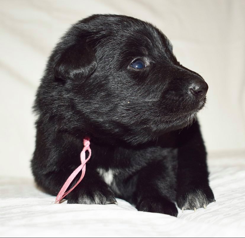 3 weeks old 4