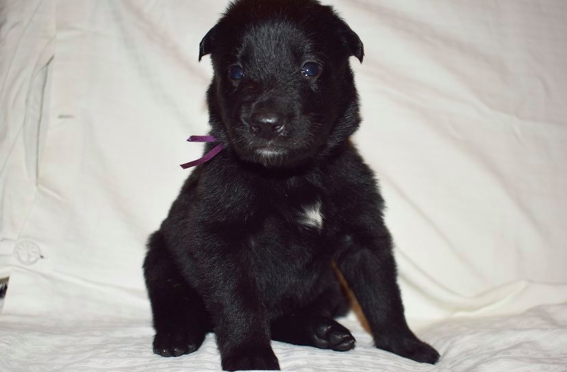 3 weeks old 1