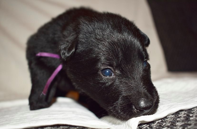 3 weeks old 2