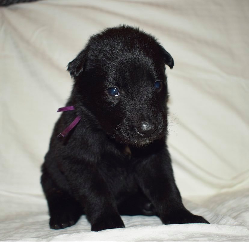 3 weeks old 3