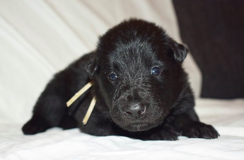 3 weeks old