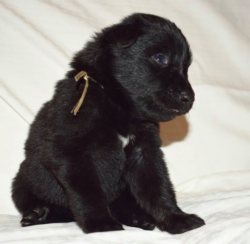 3 weeks old