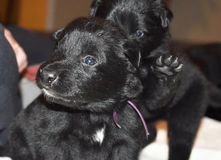 puppy 79