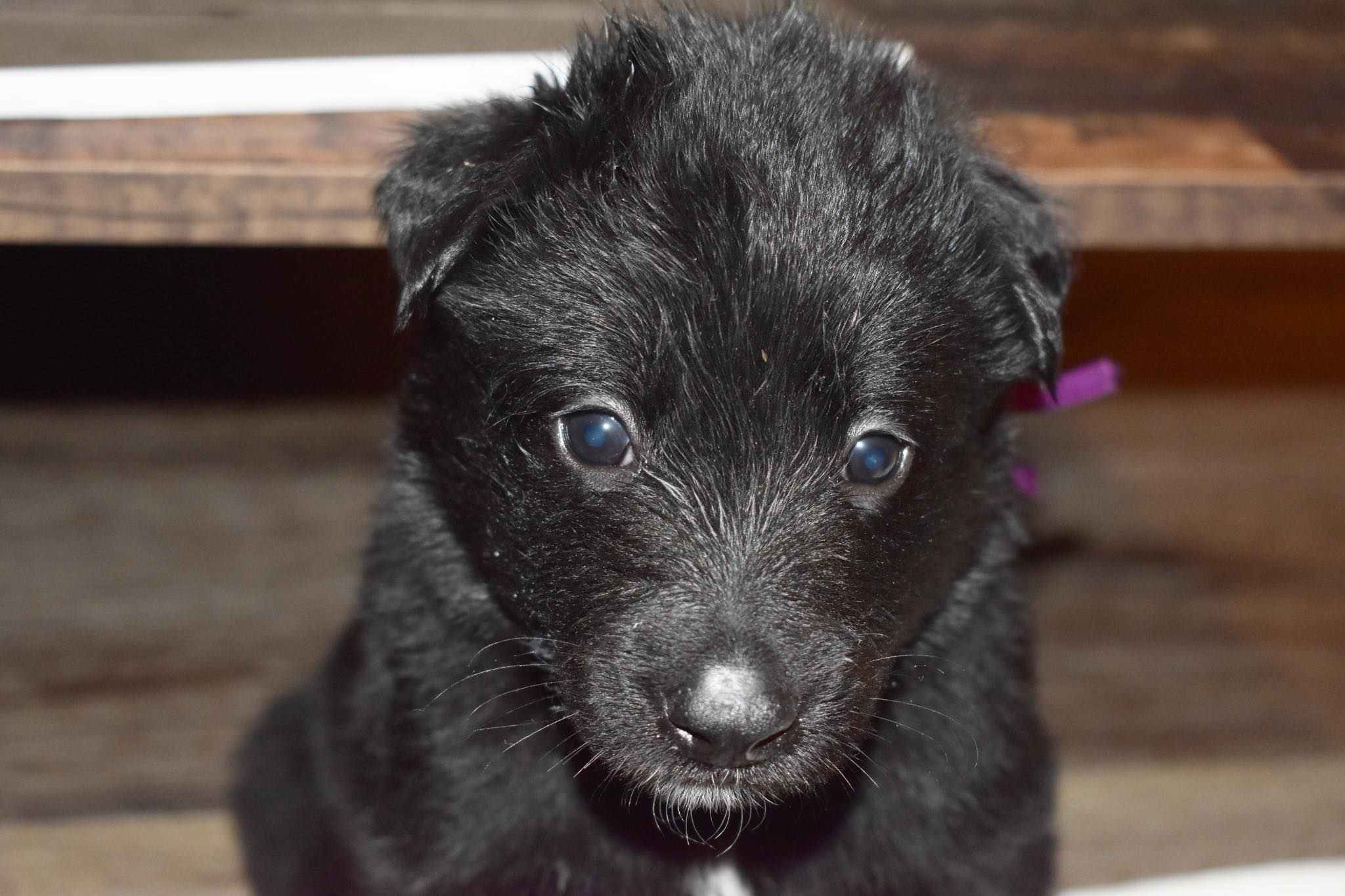 4 weeks old 4