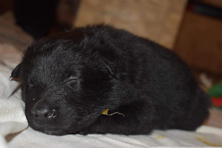 4 weeks old 1